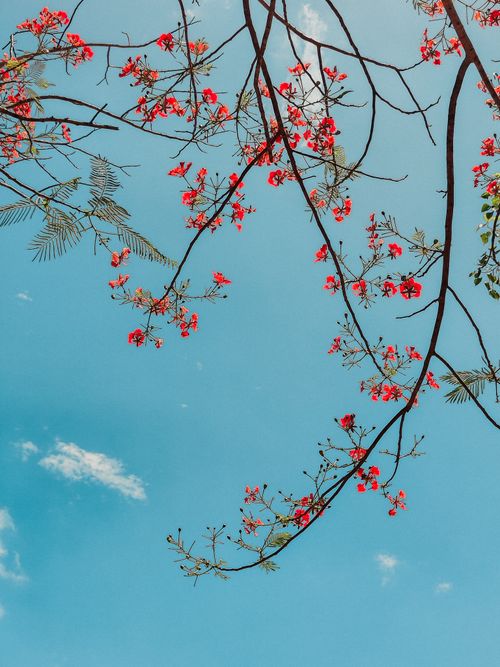 Free Beautiful red blossoms on tree branches with a clear blue sky, epitomizing spring's natural beauty. Stock Photo