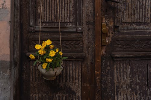 Yellow Flowers in Vase Hanging at Old Wooden Doors