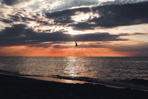 Bird Flying over the Sea at Sunset 