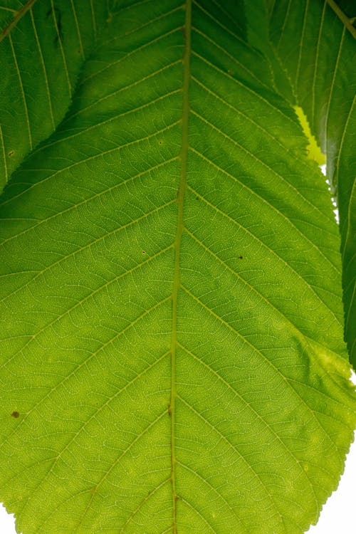 Close up of Green Leaf