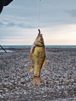 A freshly caught fish hangs from a fishing line against a pebble beach background at dusk.