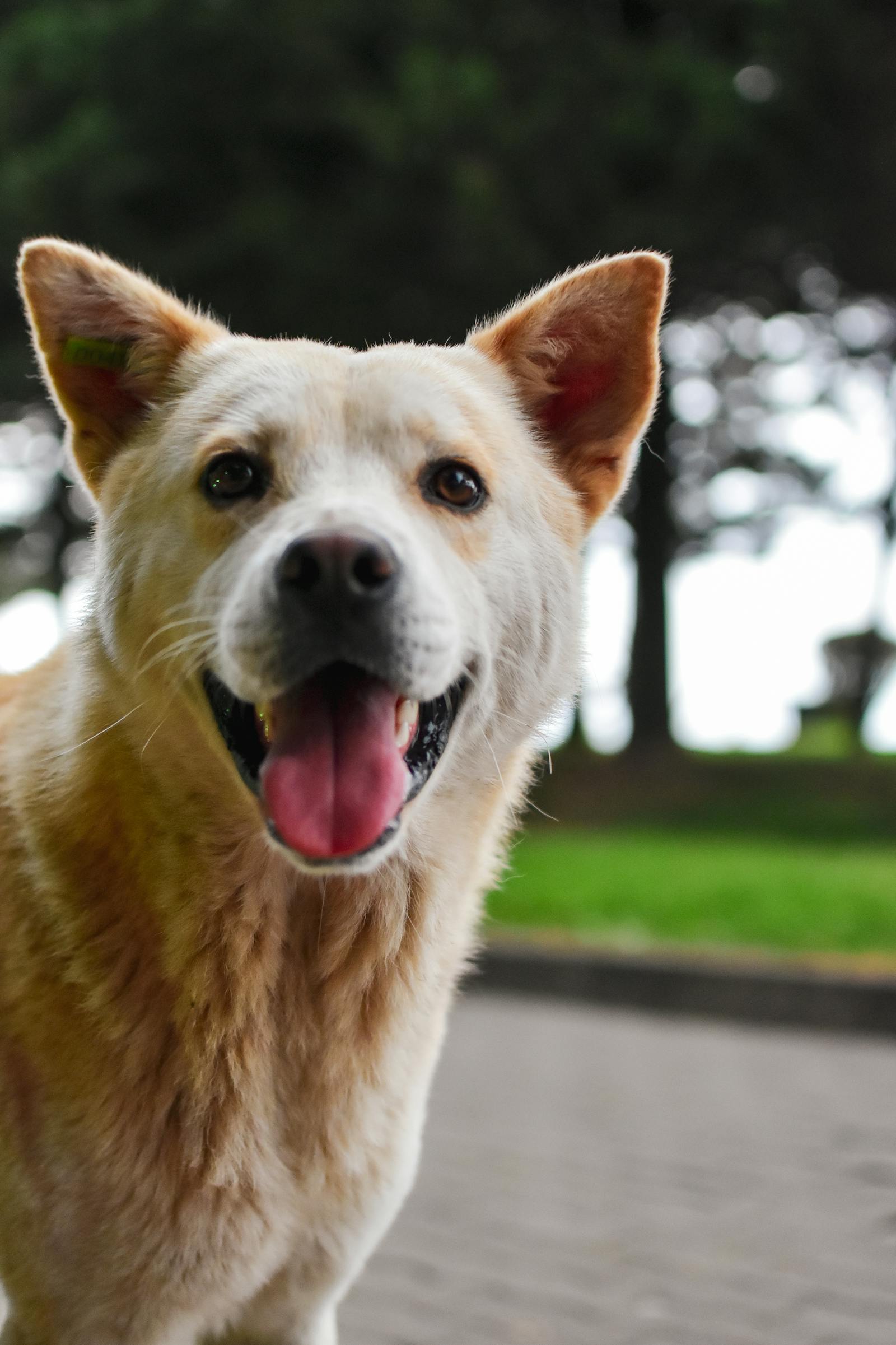 Dogs Yawning Photos, Download The BEST Free Dogs Yawning Stock Photos ...