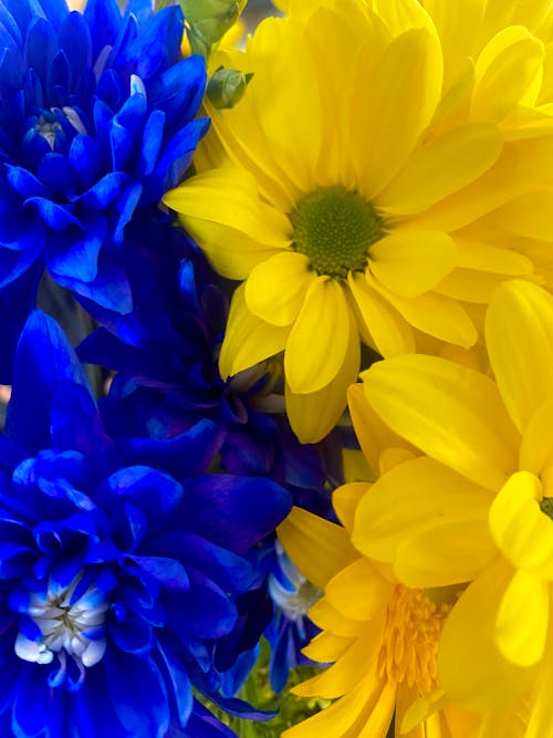 Foto profissional grátis de azul e amarelo, flor amarela, flor azul