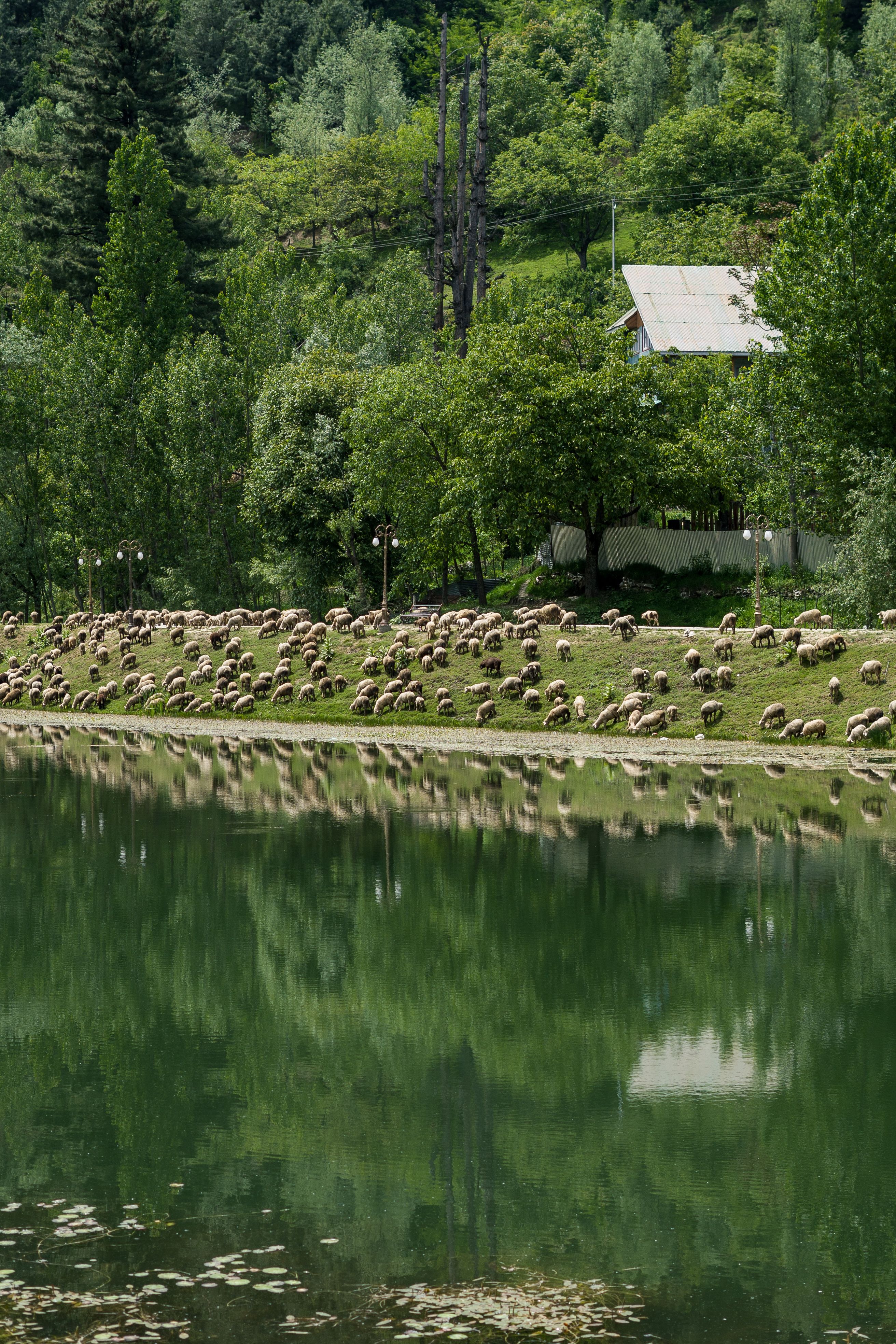 Sheep Reflection Photos, Download The BEST Free Sheep Reflection Stock ...