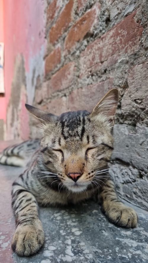 Free stock photo of lovely cat, sleeping cat Stock Photo