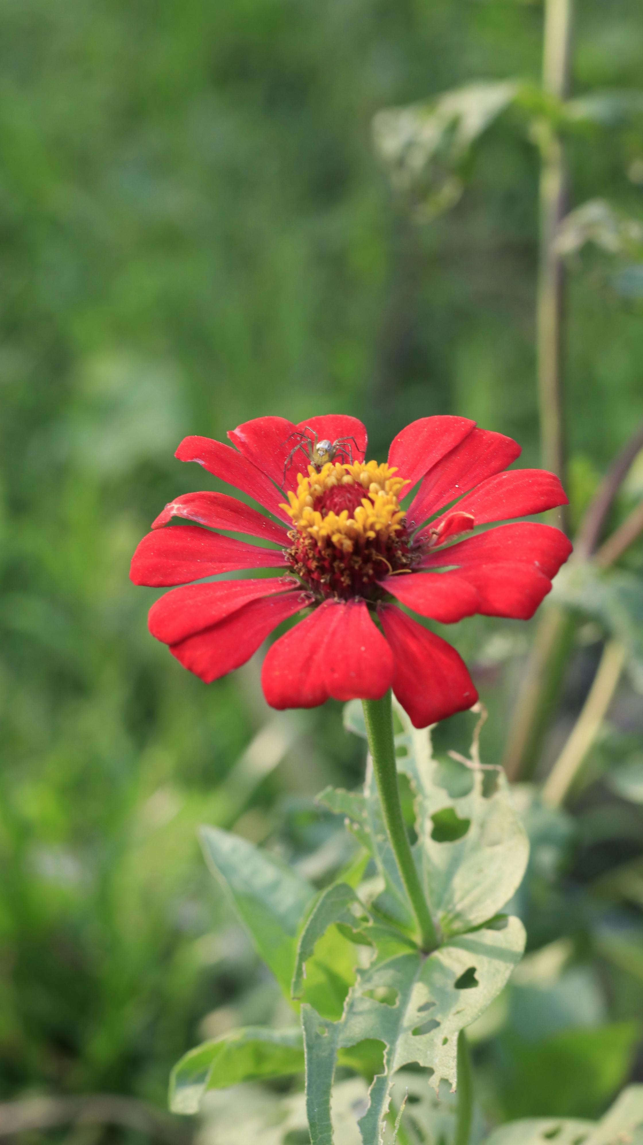 美しい花 花 赤い花の無料の写真素材