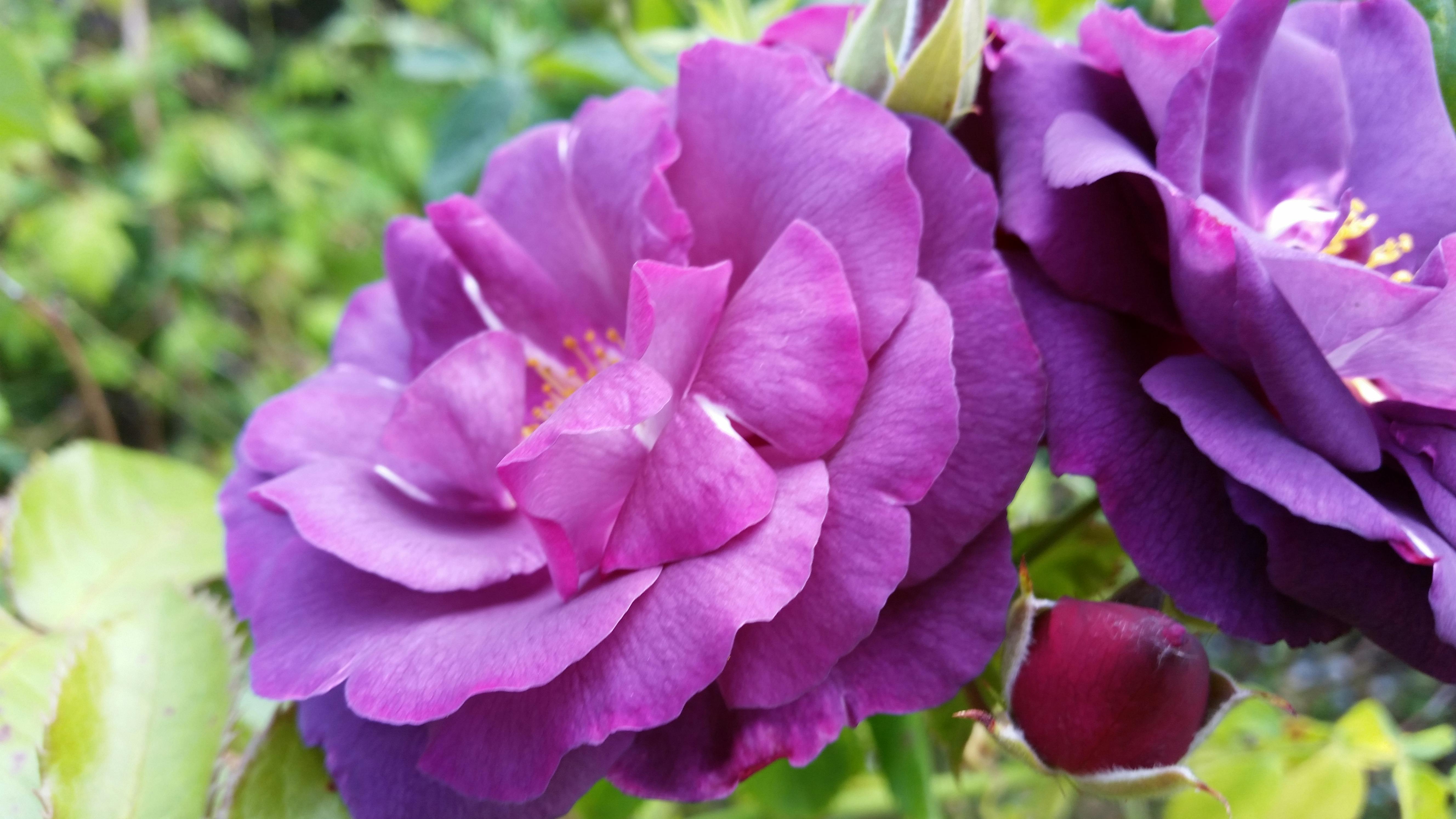 Free stock photo of purple roses at suicide crisis centre
