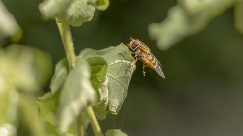 Free A detailed close-up of a hoverfly on a lush green leaf, showcasing nature's marvel. Stock Photo