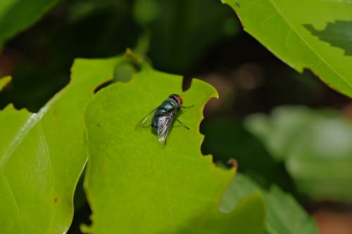 Close-up of a Fly on a Leaf