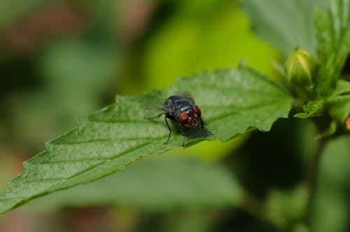 Close-up of a Housefly on a Leaf 