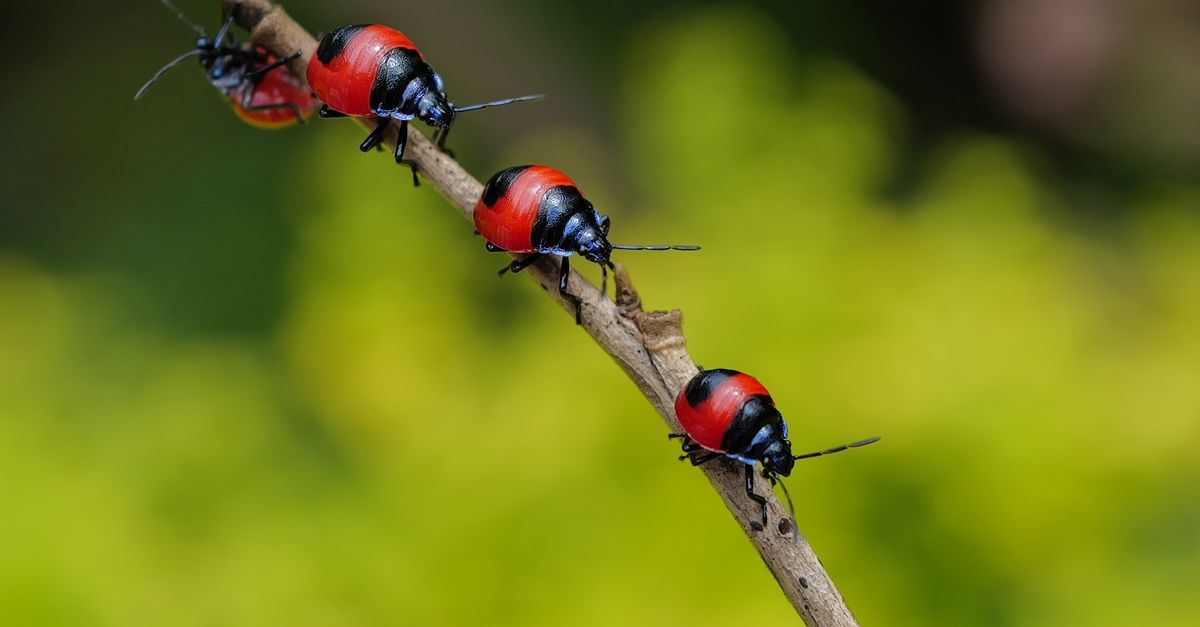 Close-up of Red Bugs on a Twig · Free Stock Photo
