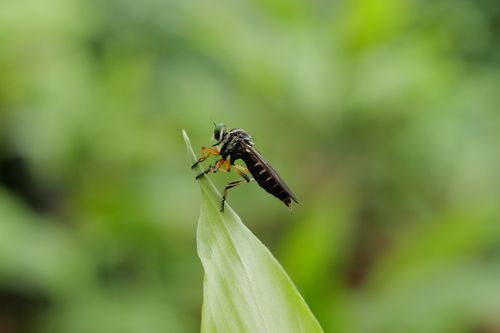 Free Close-up of a robber fly perched on a leaf with blurred green background. Stock Photo