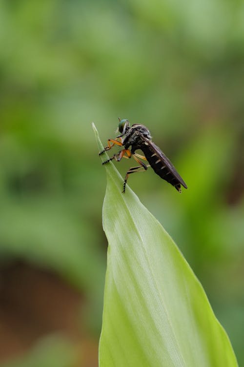 Close-up of an Insect on a Leaf 