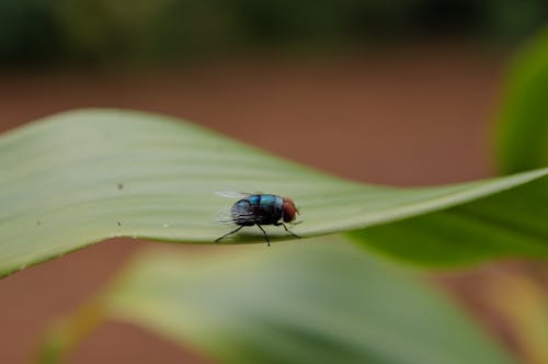 Fly Sitting on Leaf