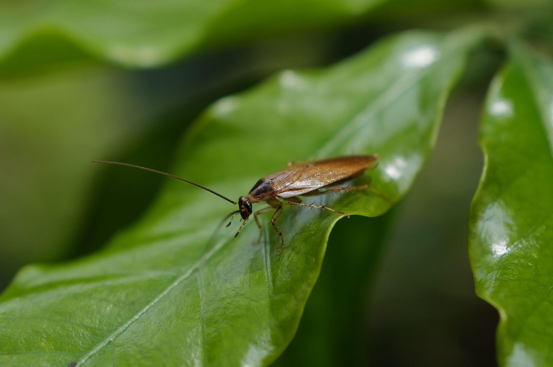Close-up image of a cockroach sitting on a green leaf, showcasing insect detail.