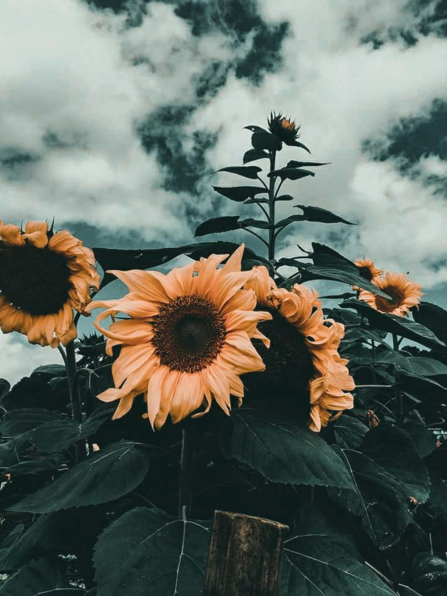 Aesthetic Tumblr Wallpaper Iphone Bunga Matahari ...
