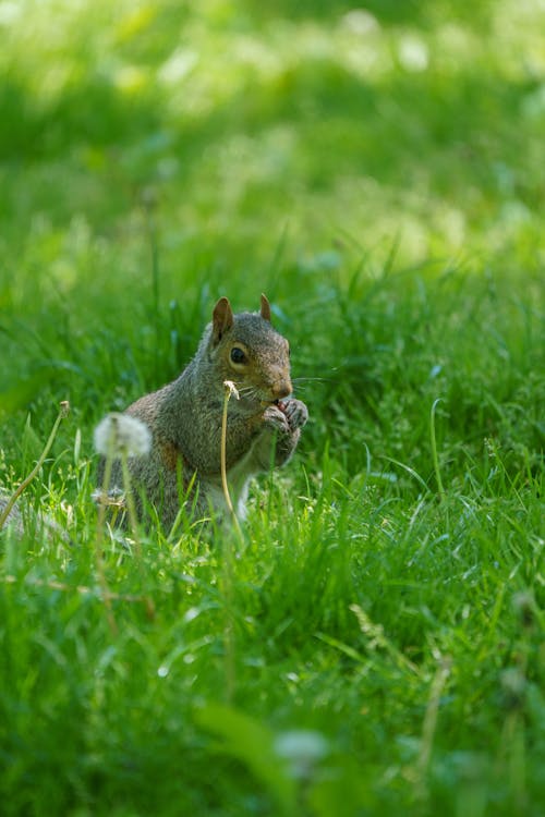 Squirrel in Grass