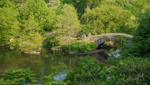 景觀, 森林, 橋 的 免費圖庫相片