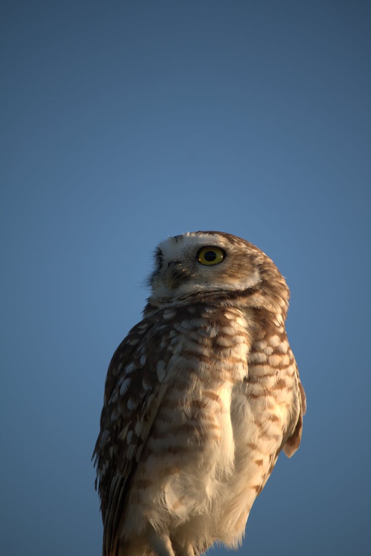 Spotted Owl Against Blue Sky