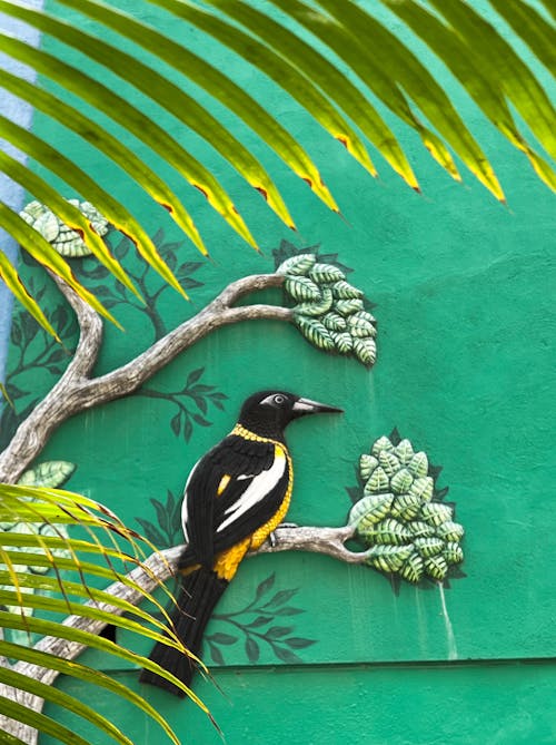 Free stock photo of bananaquit, palm tree, punda