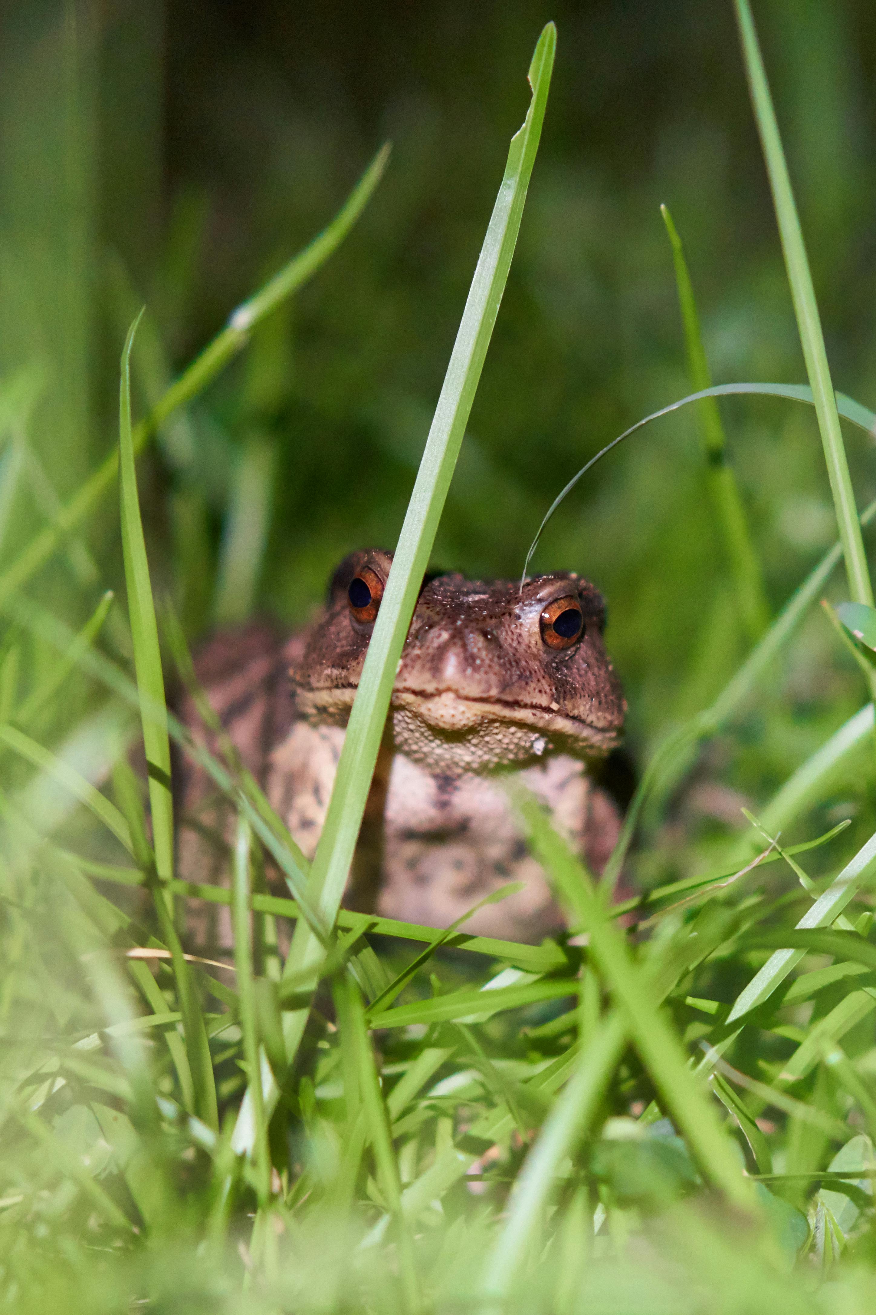 11 Gambar  Katak  Kodok Gambar  Tulisan