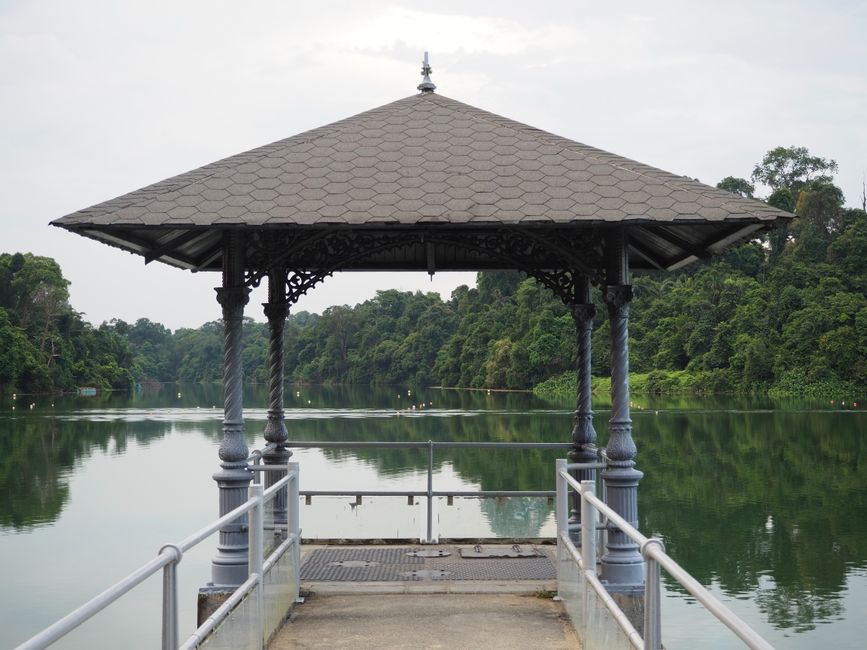 Sentier de Randonnée Macritchie Reservoir - Boucle de Forêt