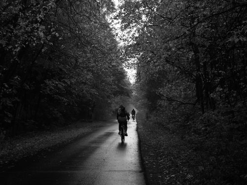 Free Cyclists navigate a wet forest road in black and white, capturing a moody scene. Stock Photo