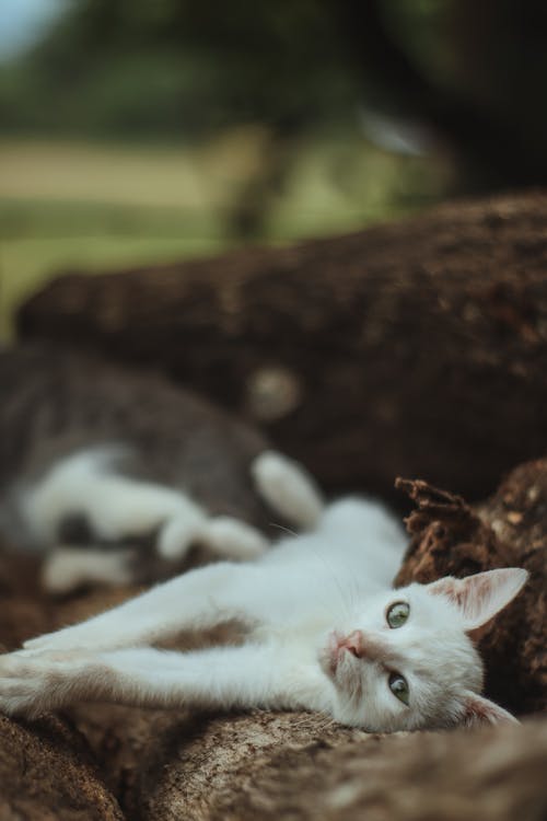 White Cat Lying on Chopped Wood