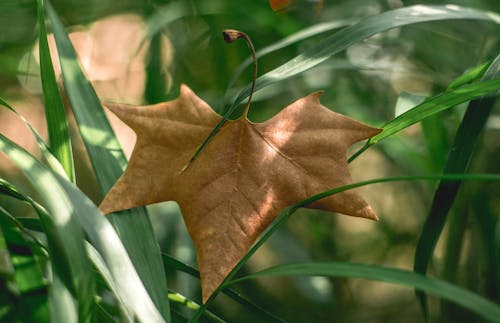Free stock photo of big leaf, dry leaf, green