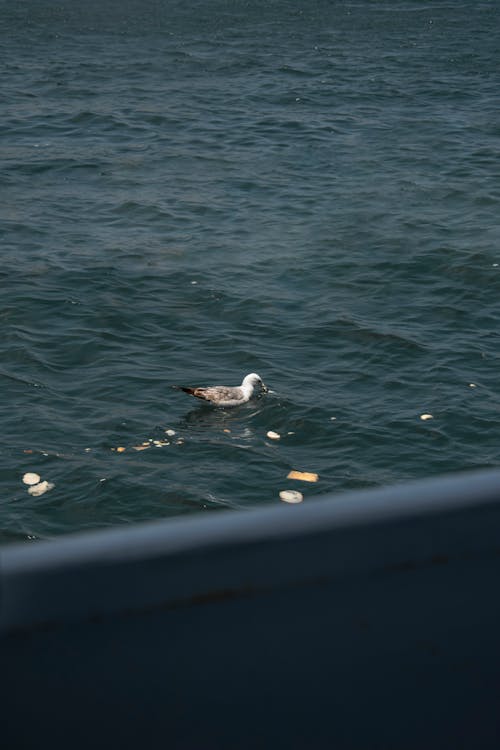 Foto d'estoc gratuïta de aigua, animal, au