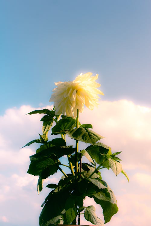Beautiful Dahlia Flower