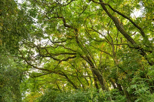 Fotos de stock gratuitas de arboles grandes, bosque, hora dorada