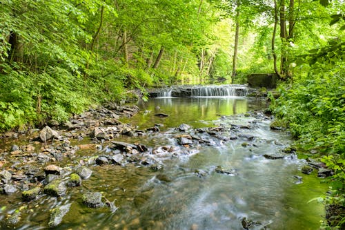 Fotos de stock gratuitas de arroyo, bosque, corriente