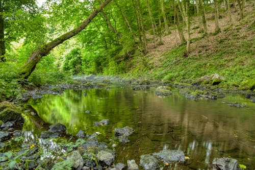 Imagine de stoc gratuită din apă curgătoare, arbori, codru