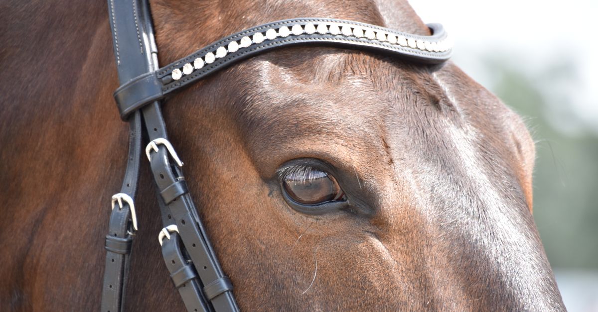 Detailed close-up of a horse's eye with leather bridle in sunlight, Pinehurst NC.