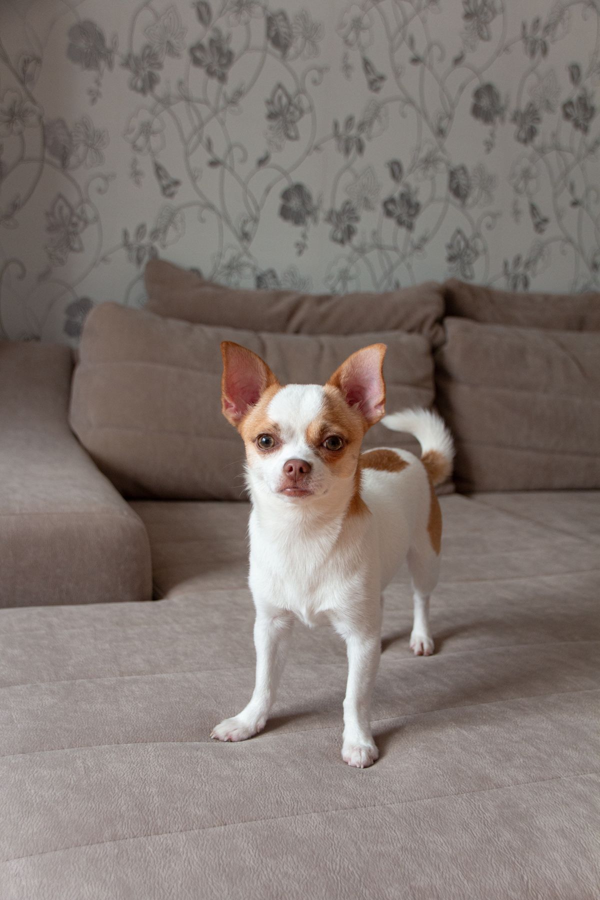 100.000+ Foto Wallpaper Anjing Terbaik · Unduh Gratis 100% · Foto Stok