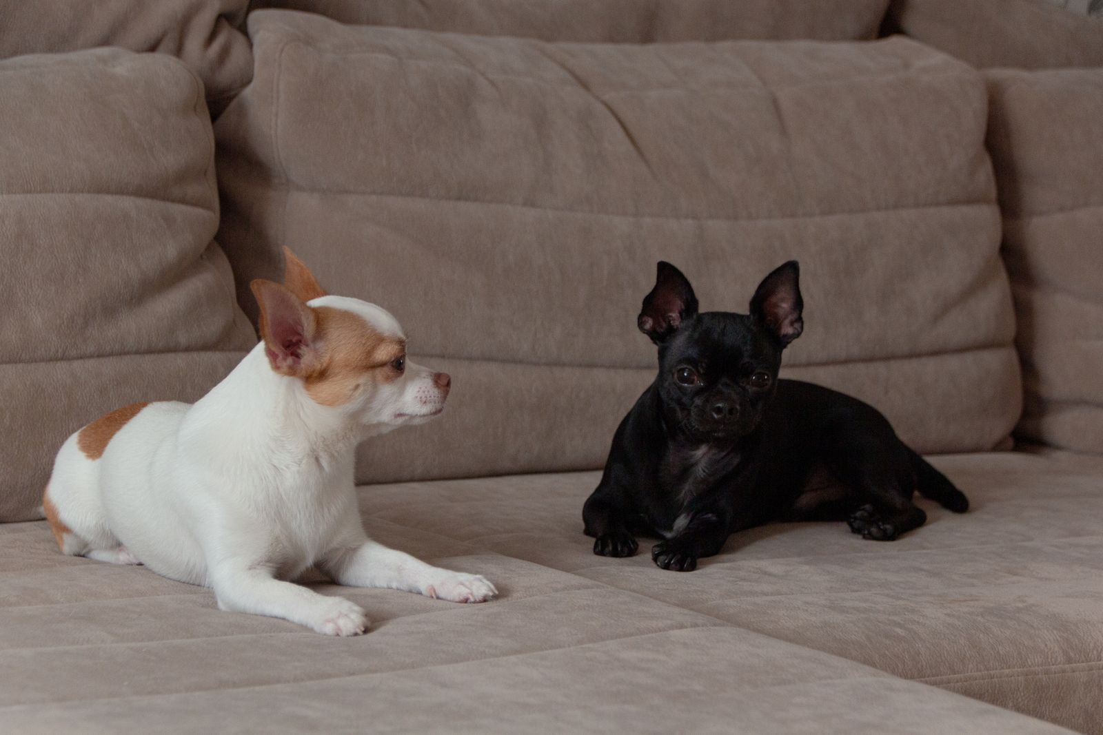 Dogs On Sofa Photos, Download The BEST Free Dogs On Sofa Stock Photos ...