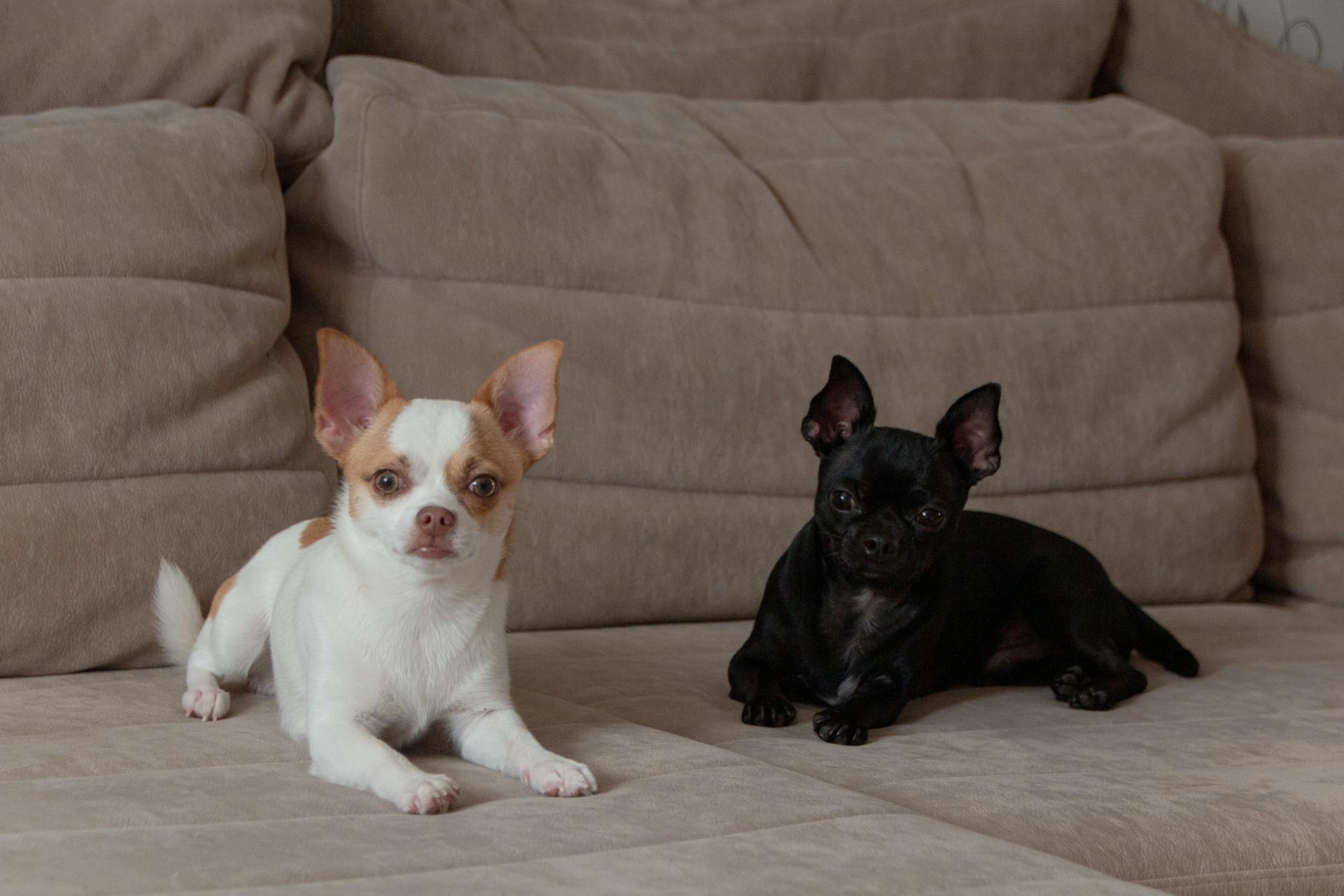 Two Puppies on Sofa