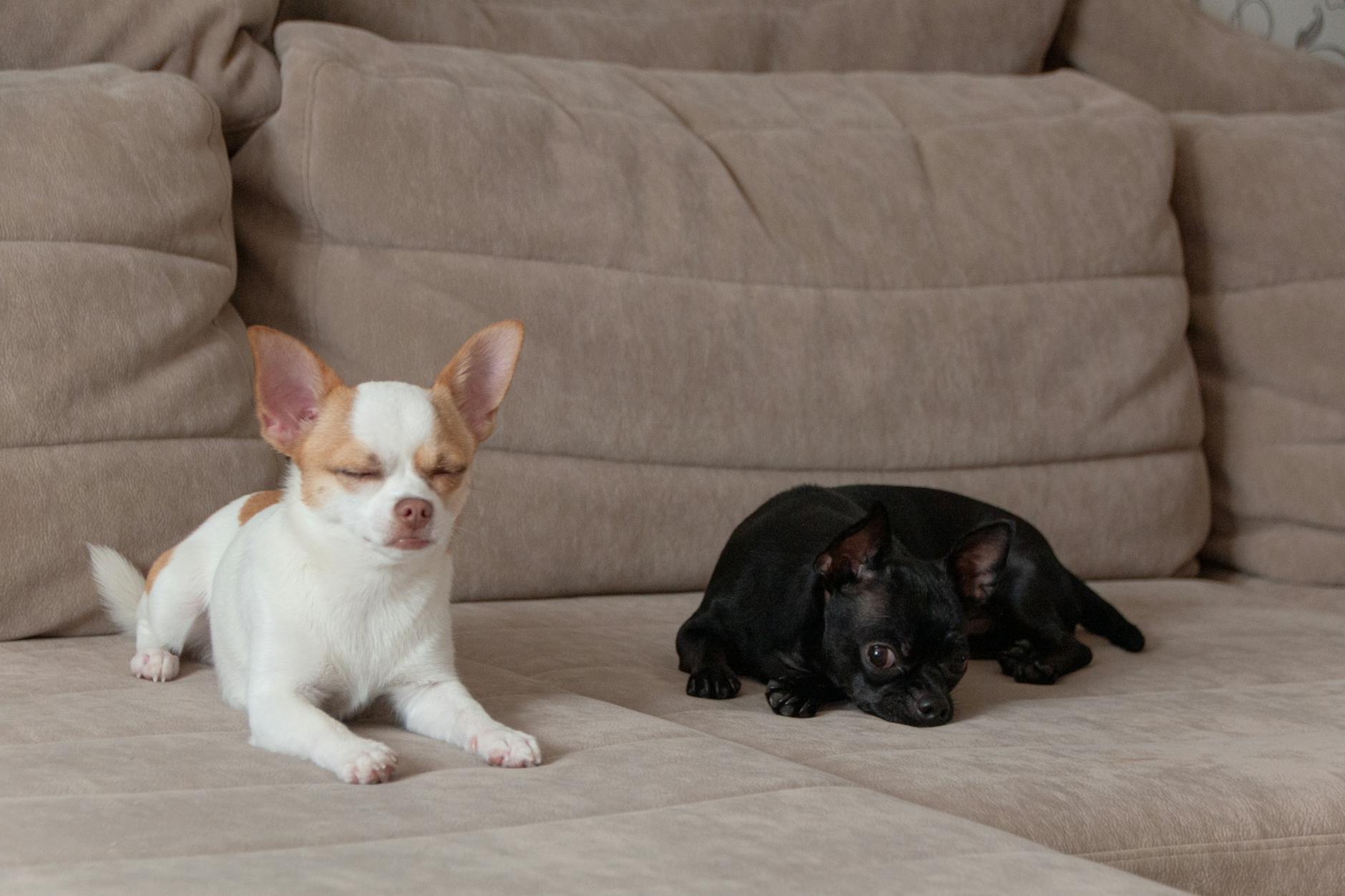 Chihuahua for Under $500