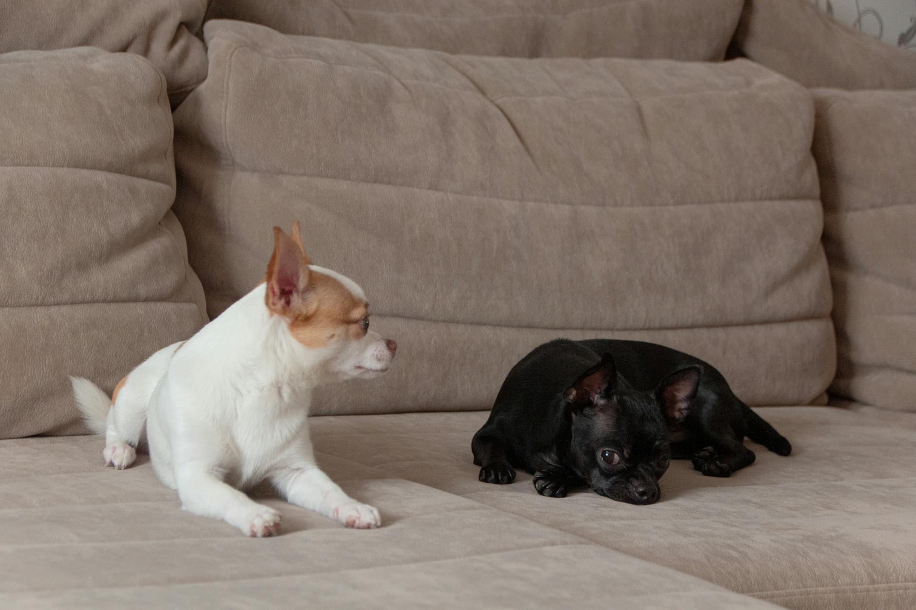 Chi Apso Two Chihuahuas lying on a cozy beige sofa, creating a warm and homely atmosphere.