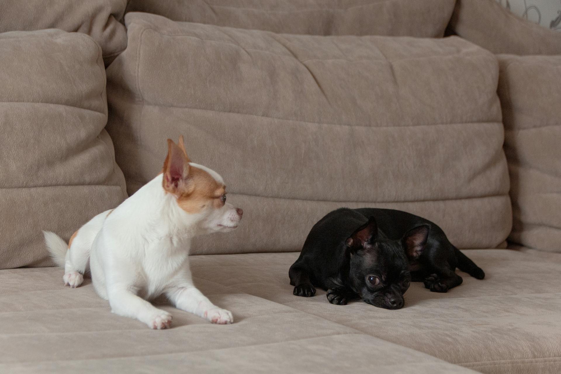 Two Dogs Lying on a Sofa