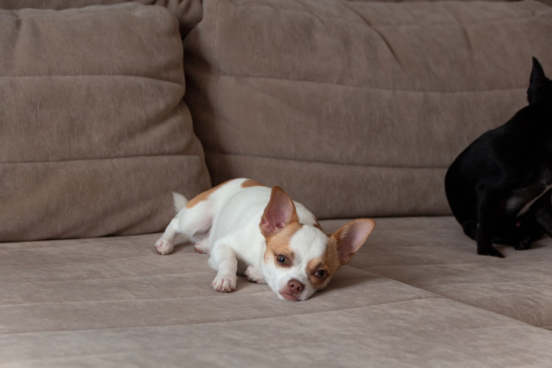 Puppies Lying on Sofa