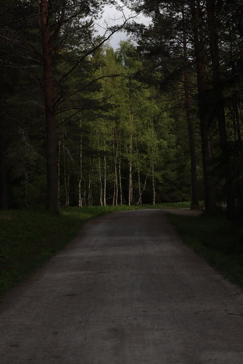 Country Road in Dark Forest