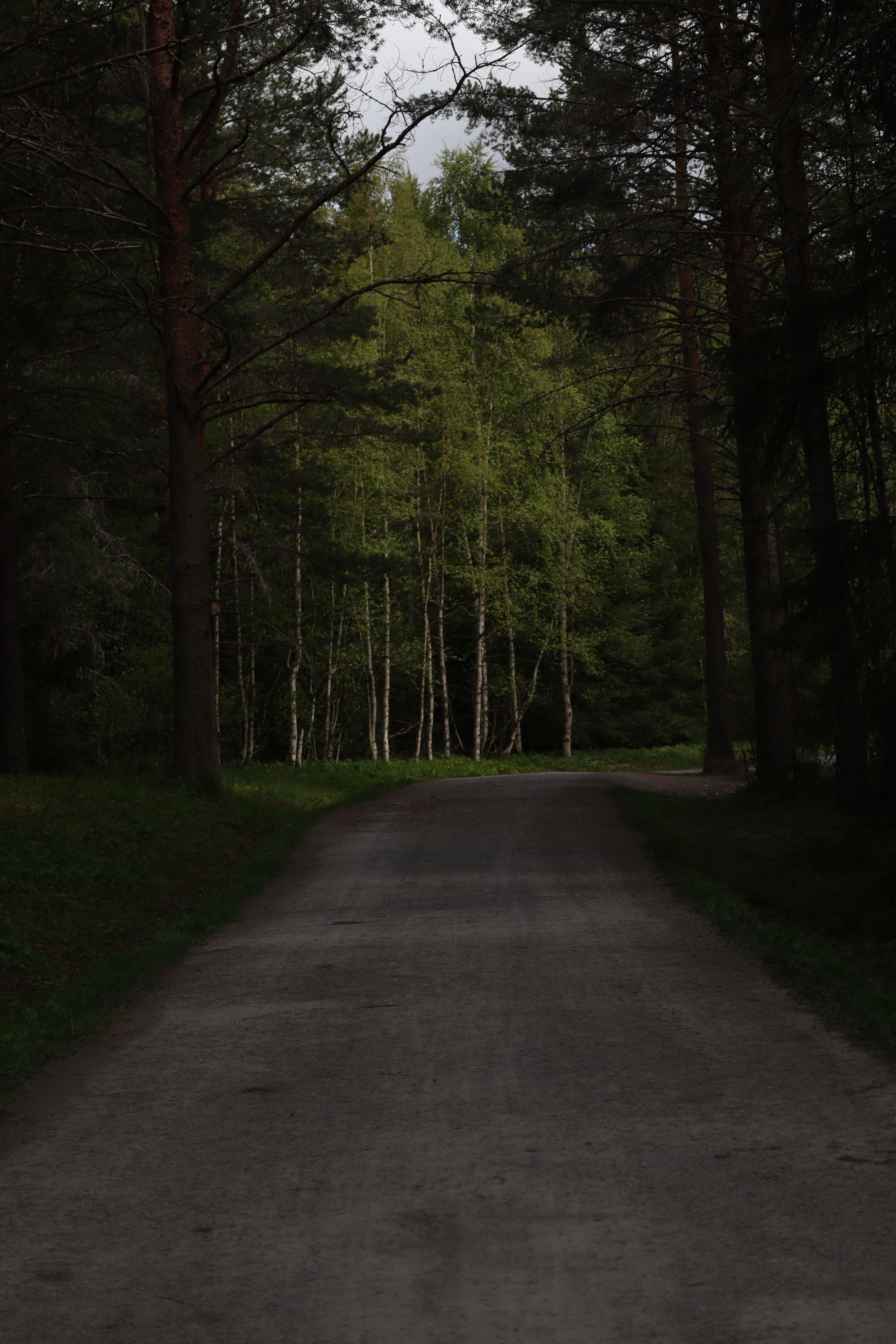 Country Road in Dark Forest · Free Stock Photo