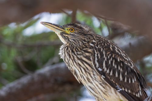 Free Detailed portrait of a bird perched among tree branches, showcasing wildlife beauty. Stock Photo