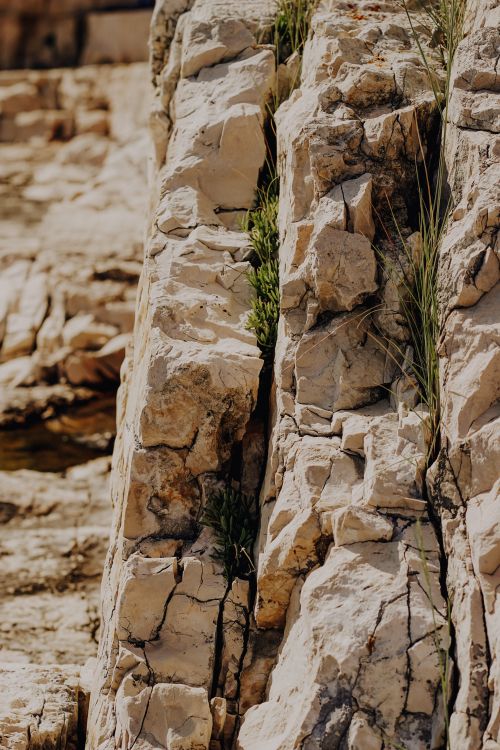 Free Detailed view of limestone rocks with green plants growing in crevices, showcasing natural texture. Stock Photo