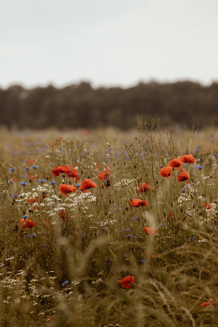 Wildflowers On A Field In Summer