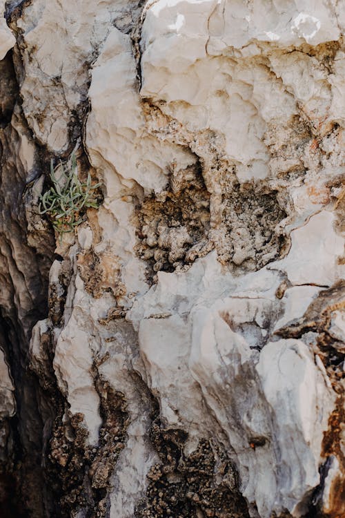 Close-up of the Surface of a Rock 