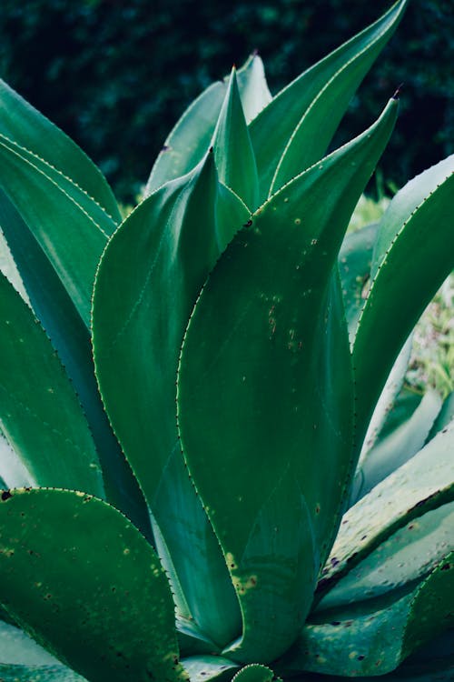 aloe, bitki, bitkibilim içeren Ücretsiz stok fotoğraf