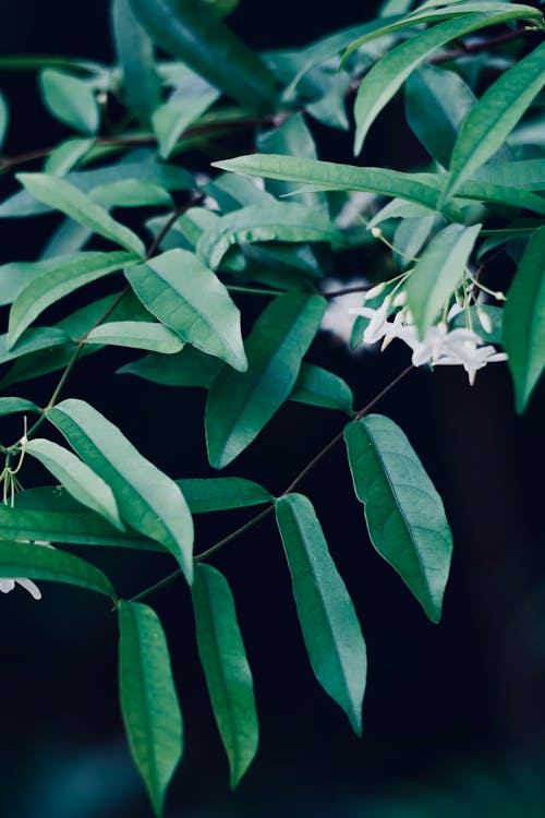 Close up of Green Leaves